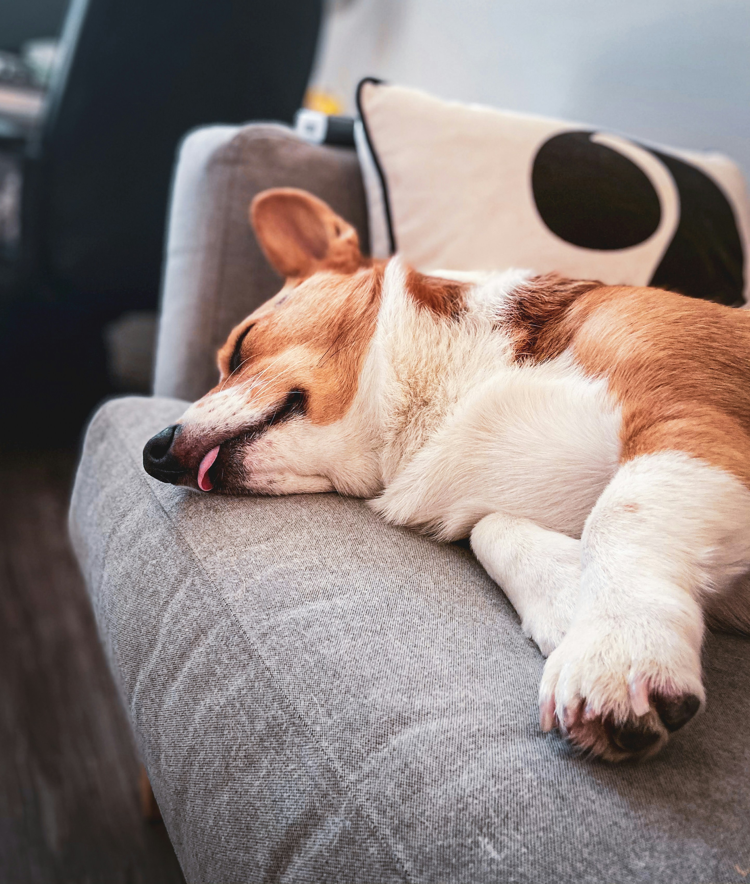 a brown and white dog laying on top of a couch