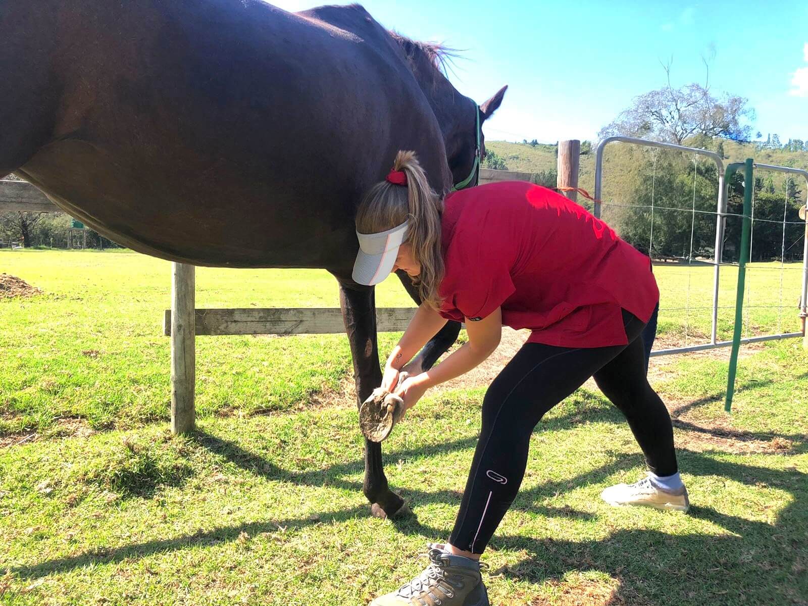 Lea lifting a horses leg during a session of physiotherapy