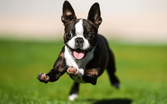 A puppy runs joyfully on the grass after a dog dental cleaning.