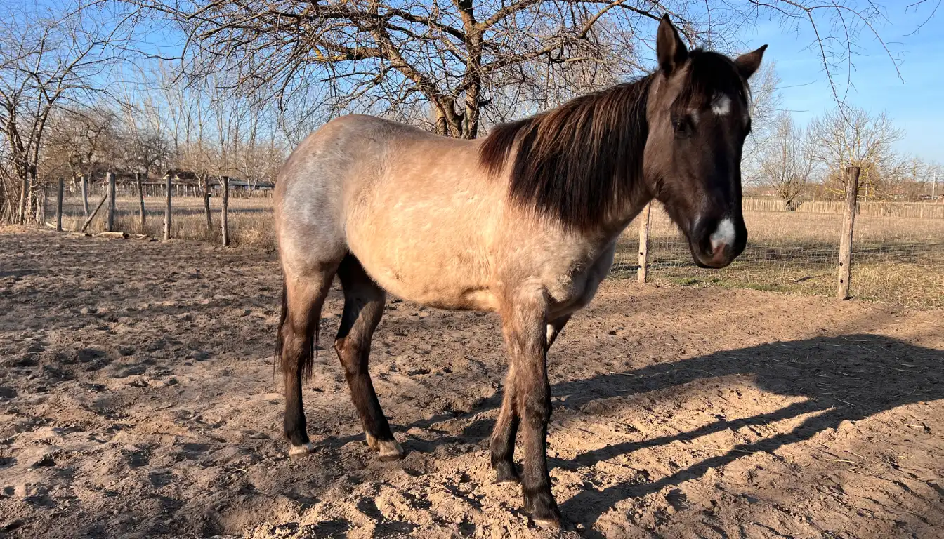 Kinder und Erwachsene auf dem Reitplatz mit Pferd und Lasso