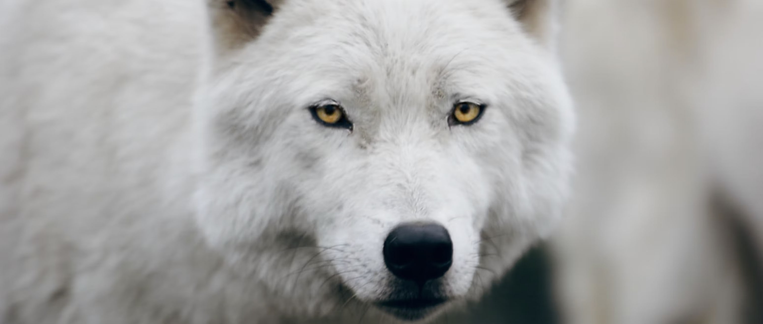 The image is of a white wolf and is the thumbnail for a video called Wander