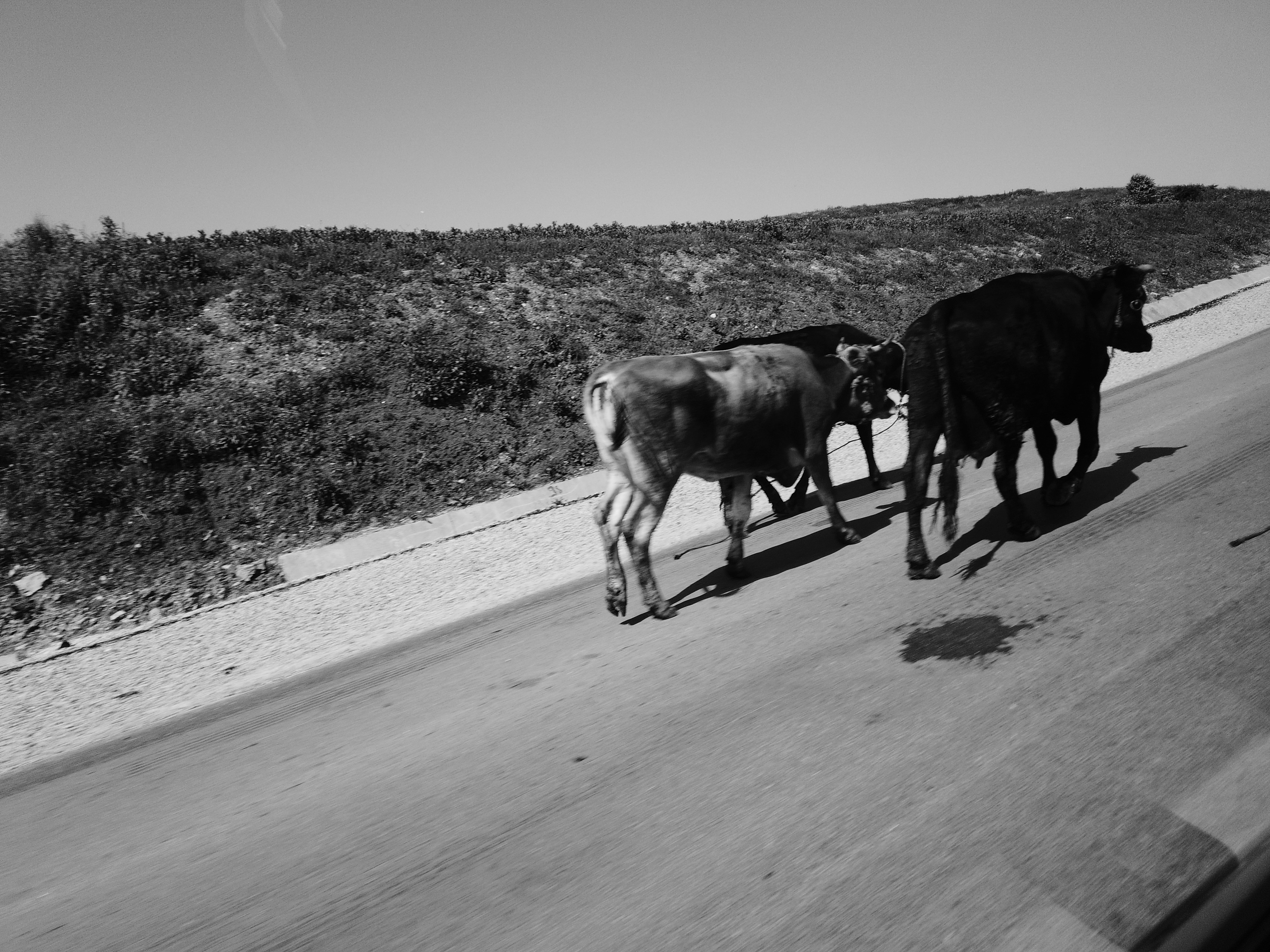 Photo en noir et blanc de deux vaches sur le bord d'une route de campagne den Tunisie