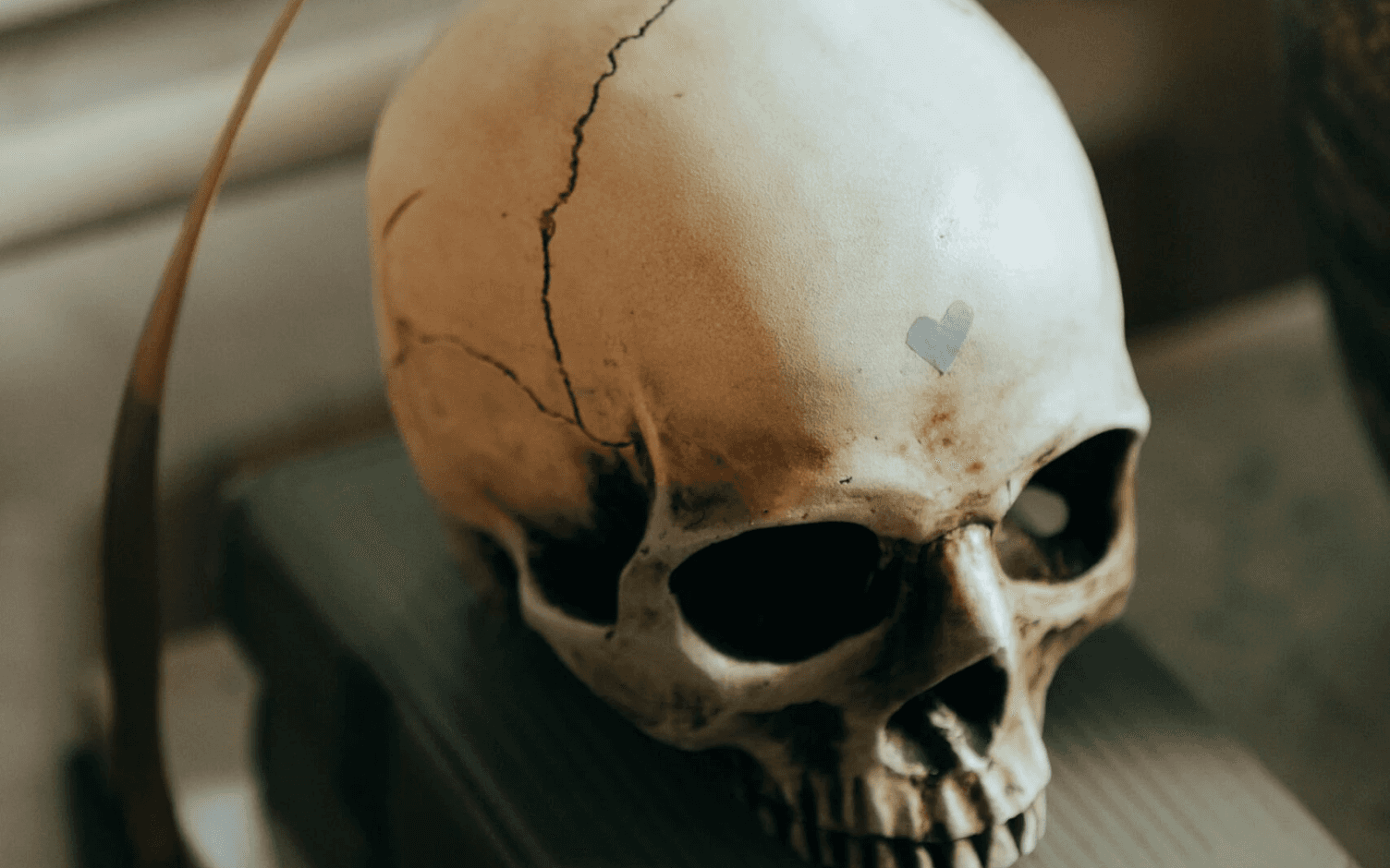 Skull universal symbol