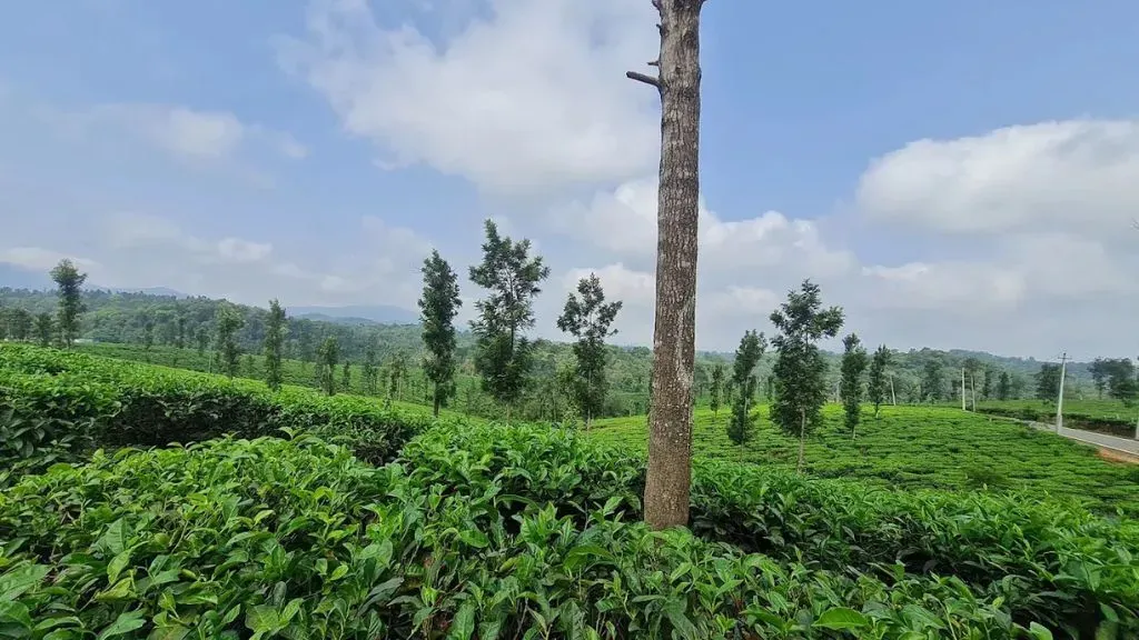 Coorg Tea Estates Karnataka.webp