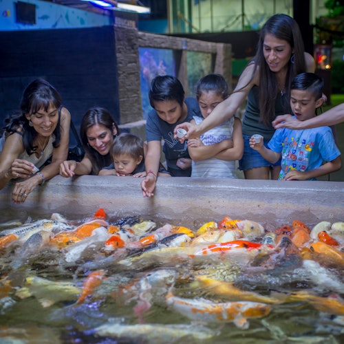 Adulti e bambini nutrono con gioia i pesci koi in un acquario interno.
