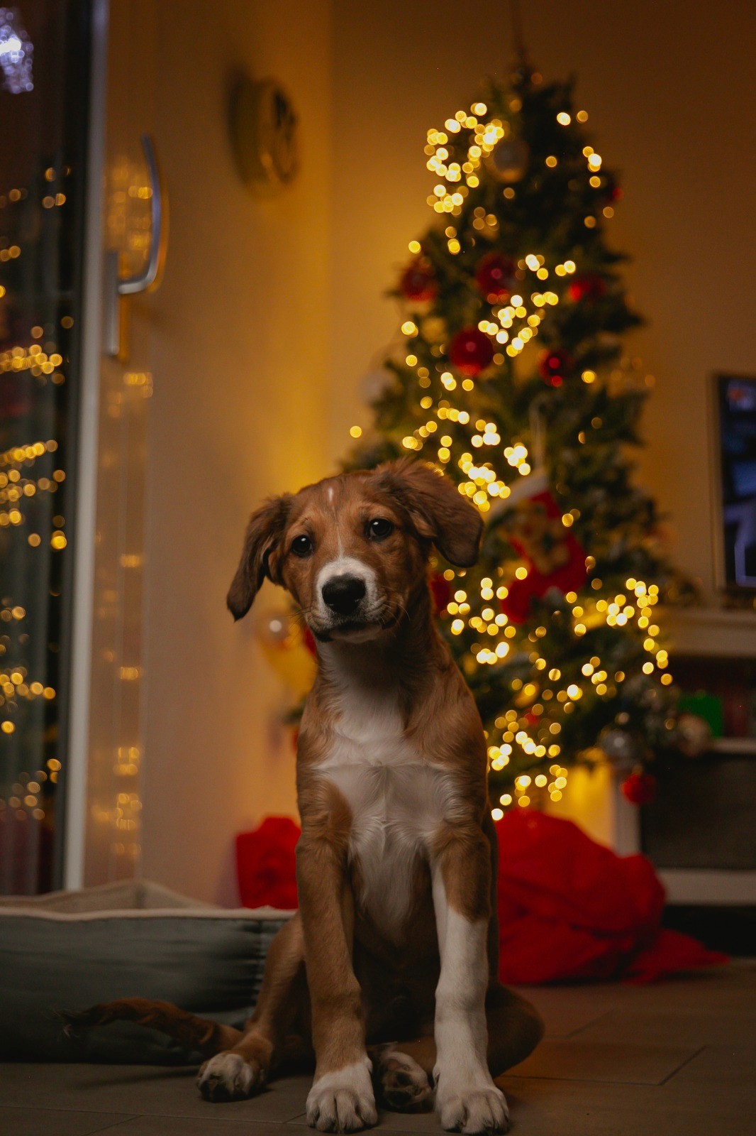 Portrait Chien - Spyro