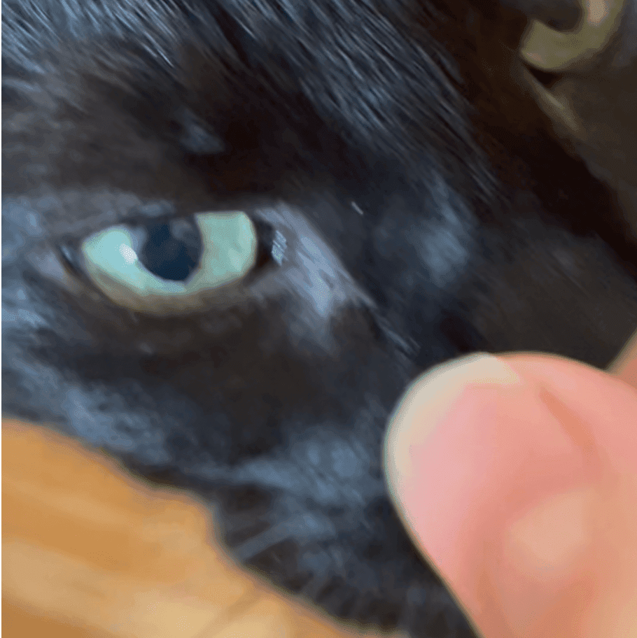 A Rescue Cat Gets a Second Chance – Meet Oatmeal!