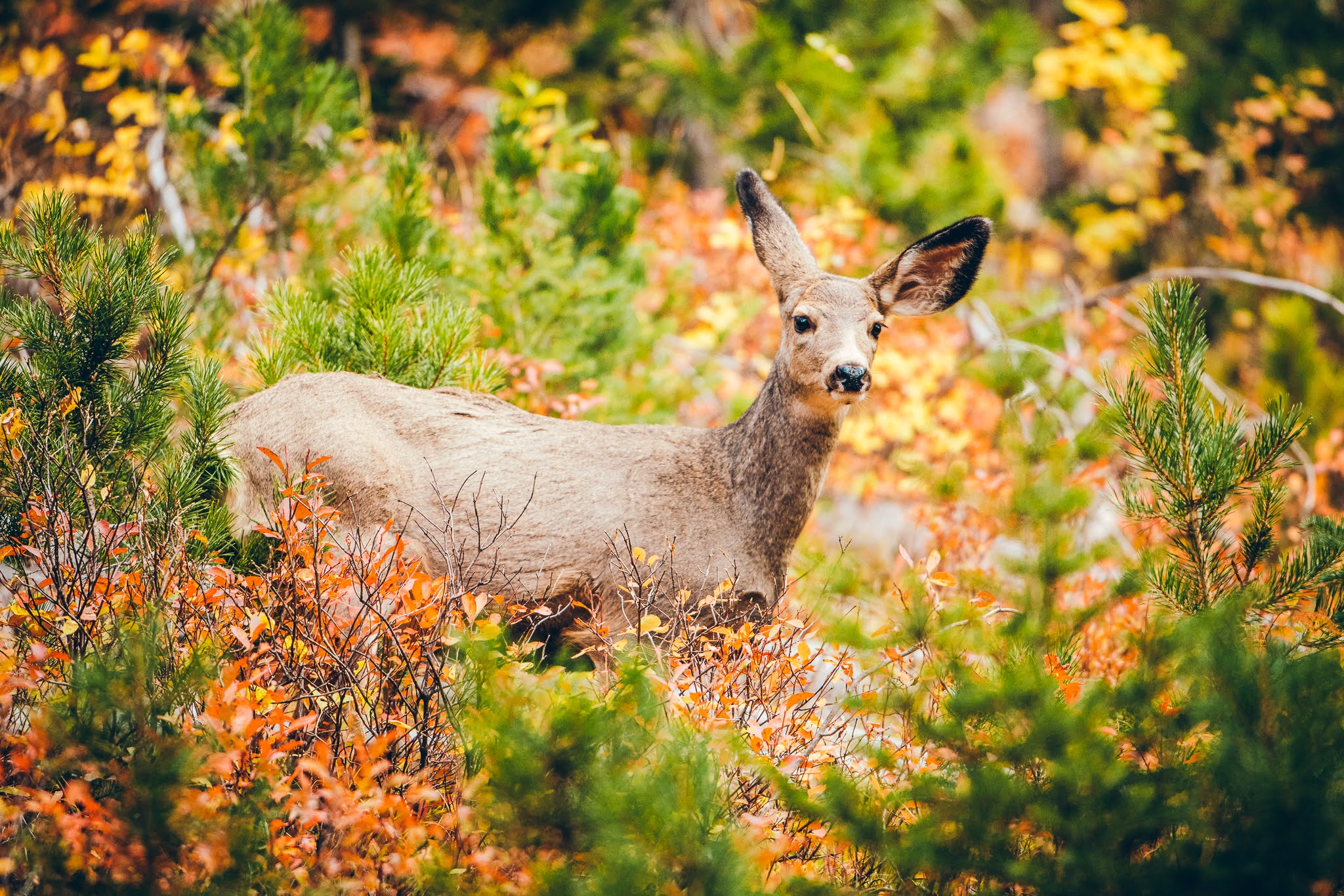Chevreuil en milieu naturel photographié dans le parc national de Yellowstone