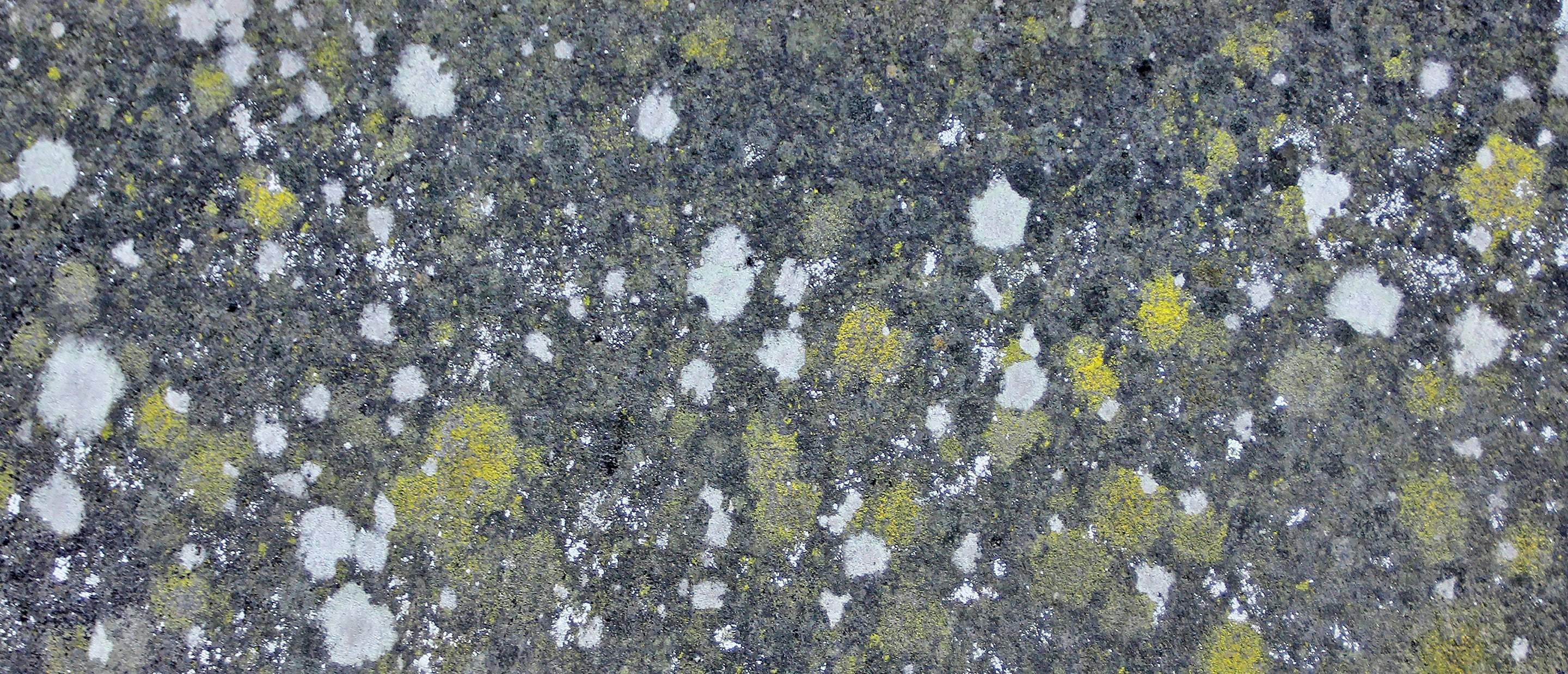 Close-up photograph of a stone surface dotted with pale white and yellow lichen forming small, clustered speckles. The fine, granular texture and scattered organic growth reveal subtle patterns shaped by weather and time.