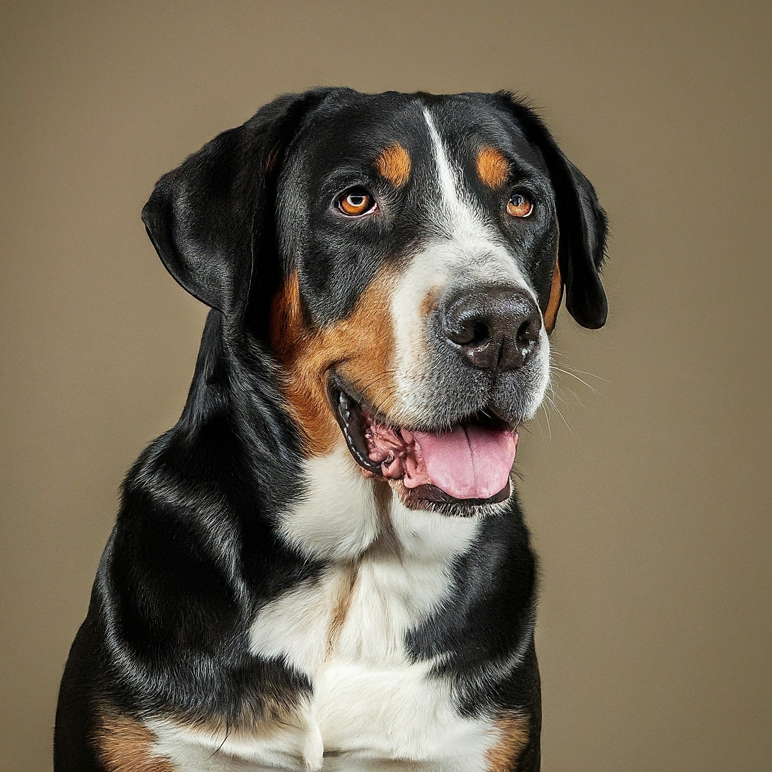 BUDDYUNO, Greater Swiss Mountain Dog