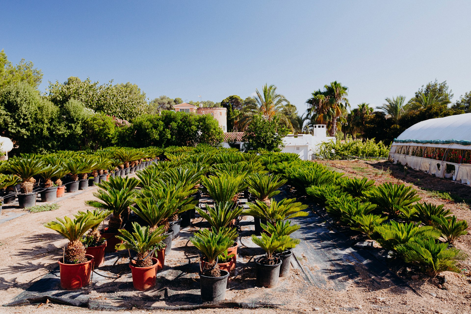 Natural and organic plant protection products