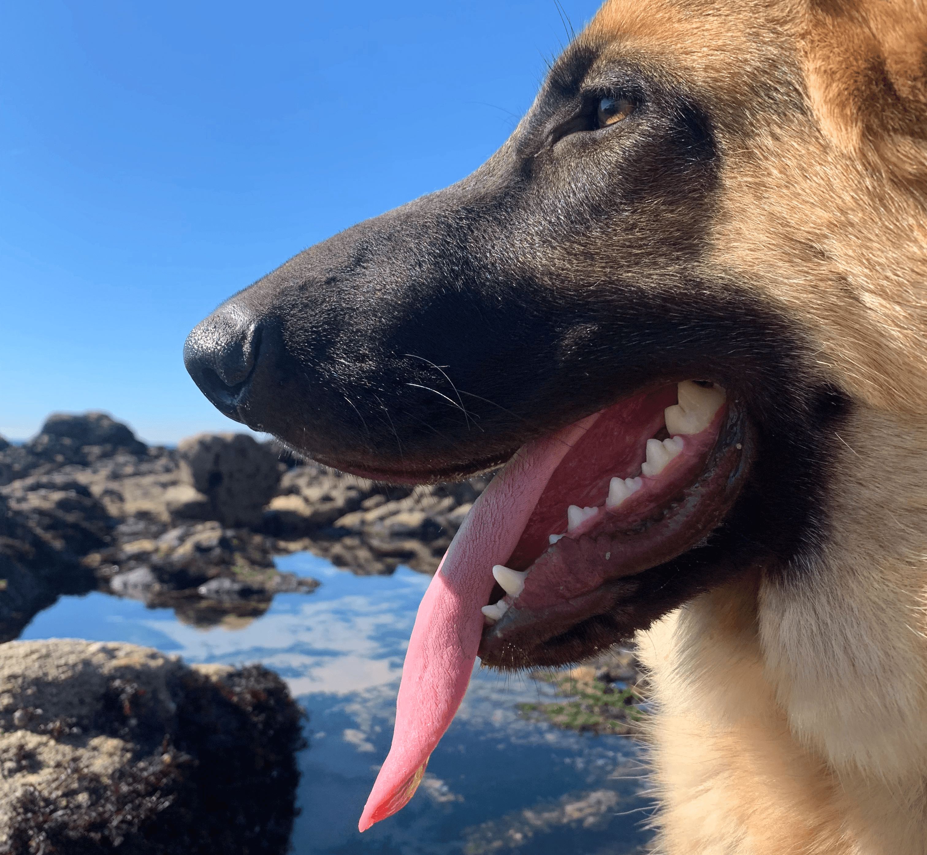 Cão feliz a mostrar dentes saudáveis
