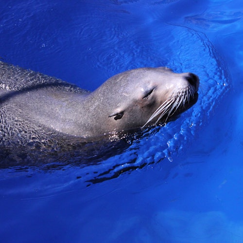 Ein Seelöwe schwimmt mit dem Kopf über dem blauen Wasser.