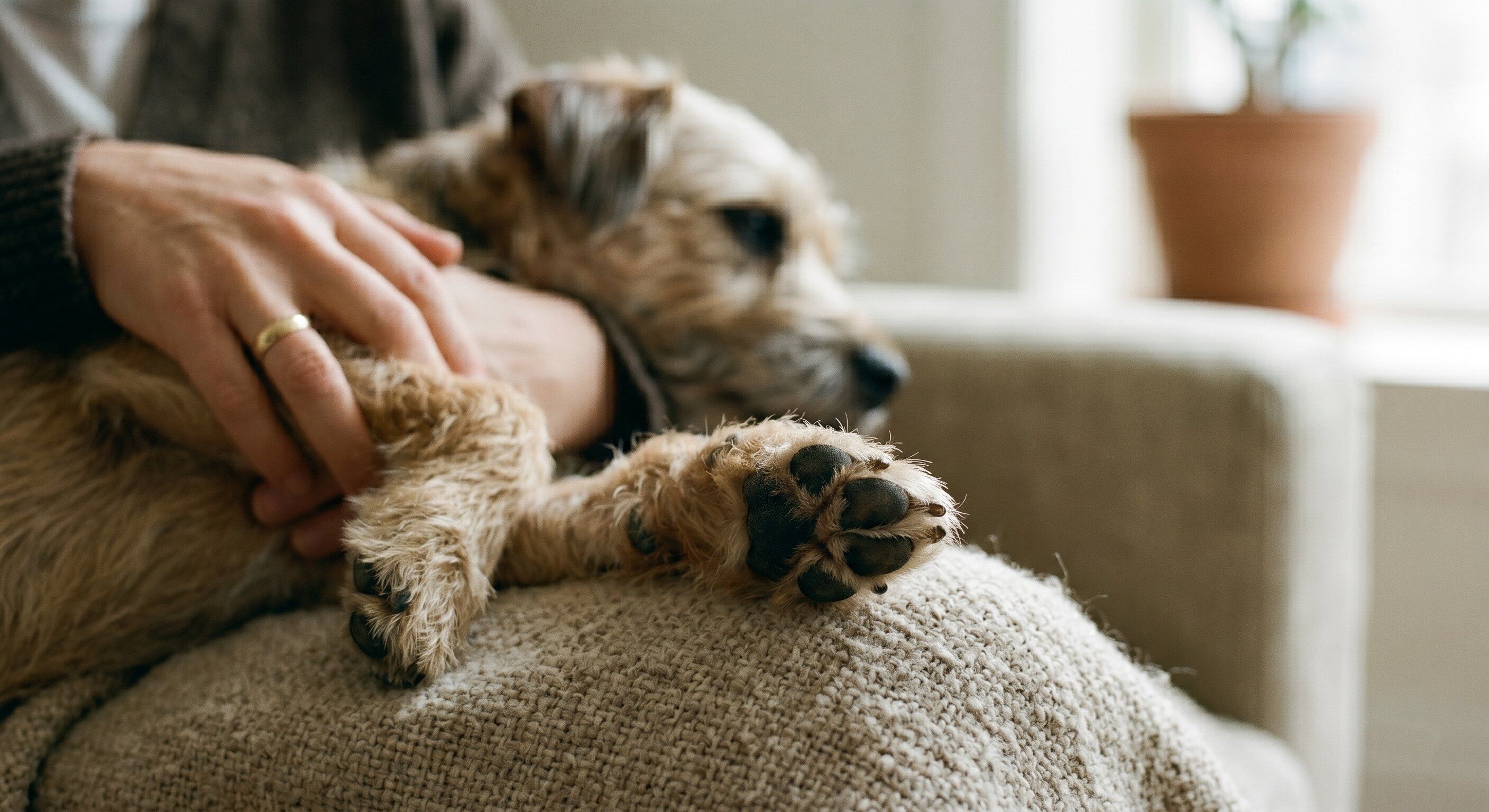 Close-up of a small dog’s paw in soft natural daylight against a neutral background, composition deliberate and observational — illustrating intentional observation of one signal area at a time.