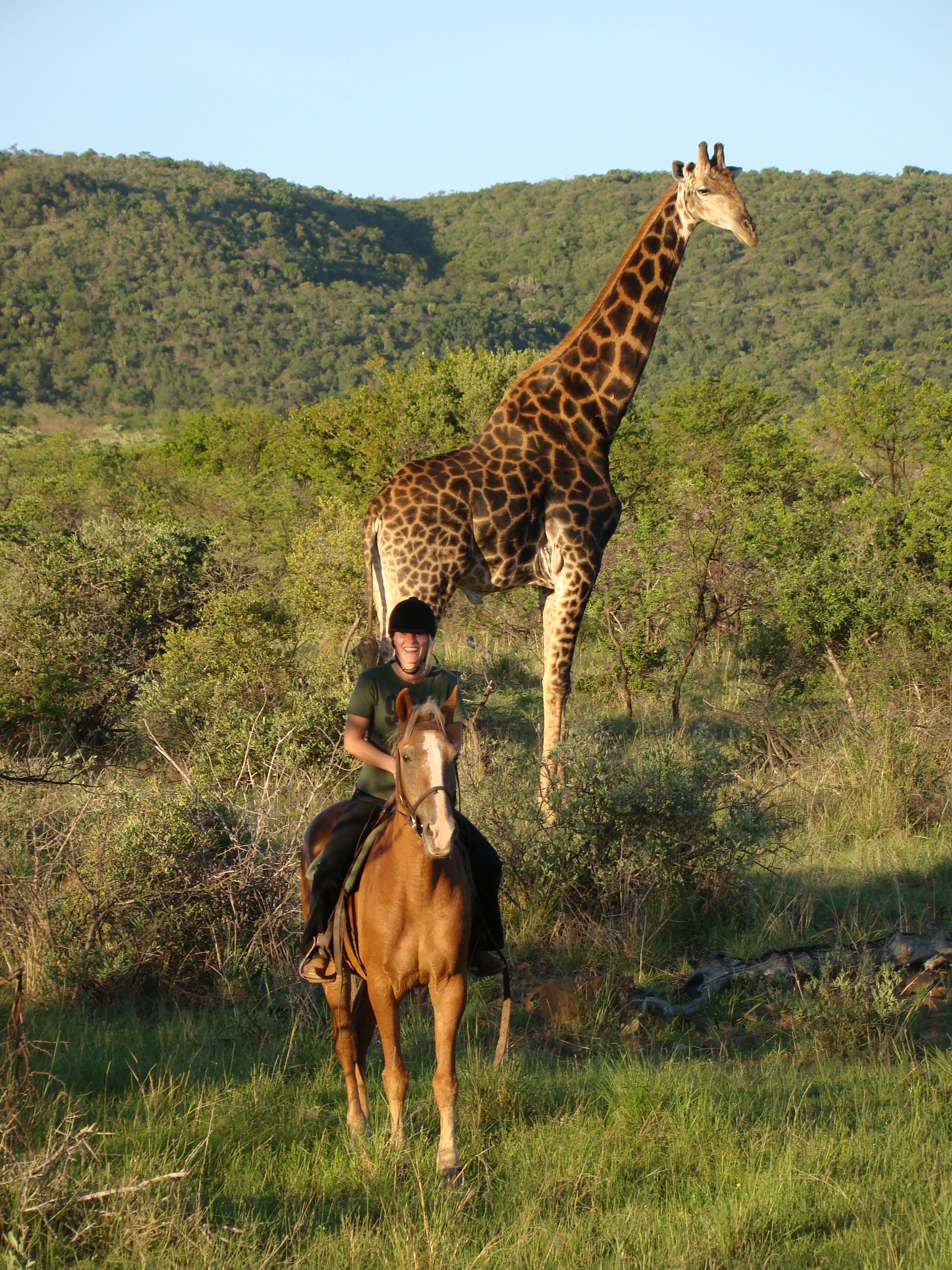 Grupp av ryttare på ridresa i Afrika galopperar över Serengetis vidsträckta slätter medan damm och gnuhjordar rör sig över horisonten under the great migration.