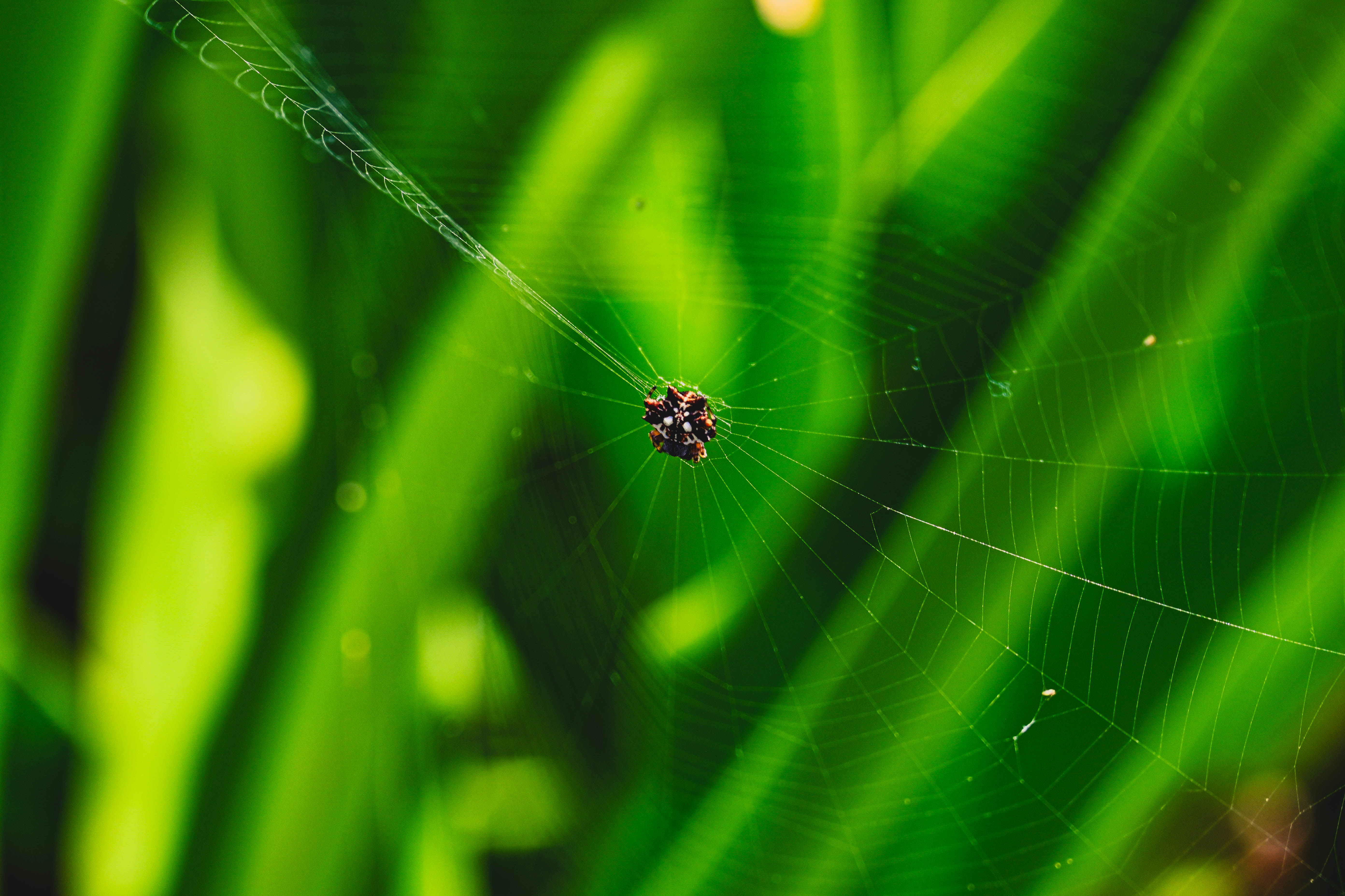 Spider Web Oahu