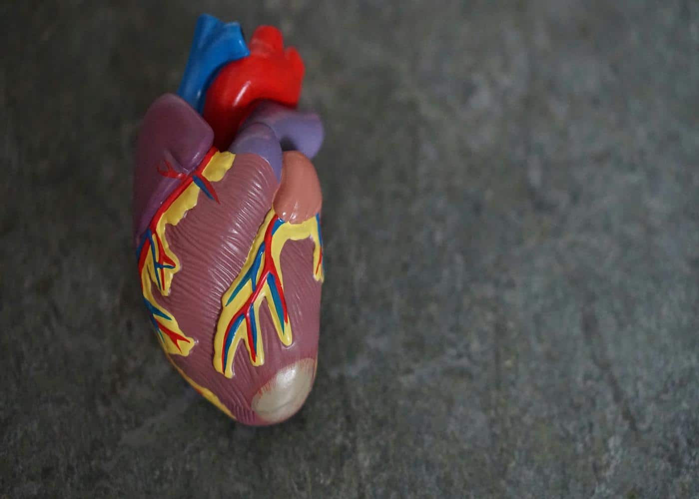 Improving heart health - medical model of a heart