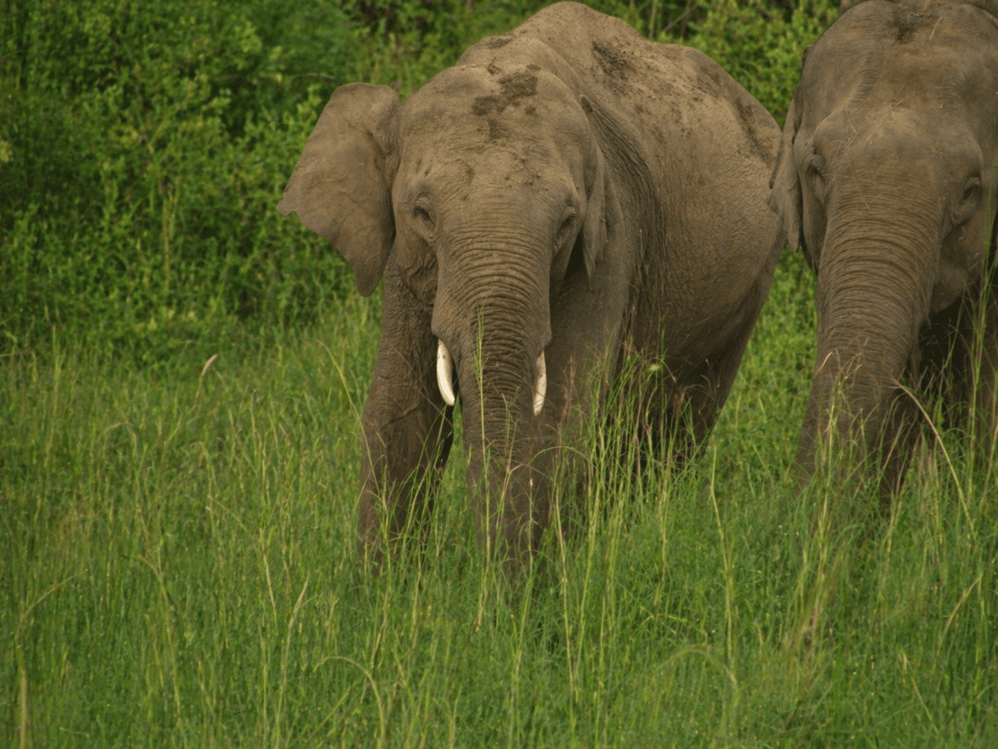 Two Asian elephants walking through tall green grass.