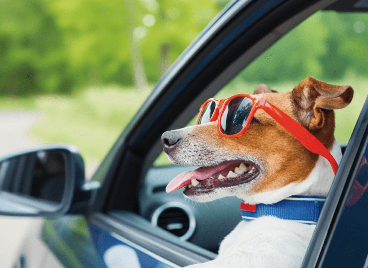 An image of Dreelio's dashboard