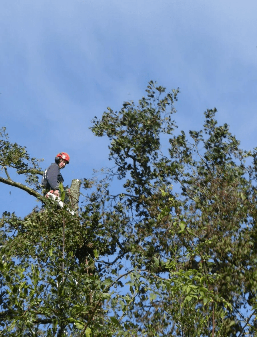 Boomverzorger in klimuitrusting die hoge takken snoeit tijdens boomonderhoud in tuin in Friesland