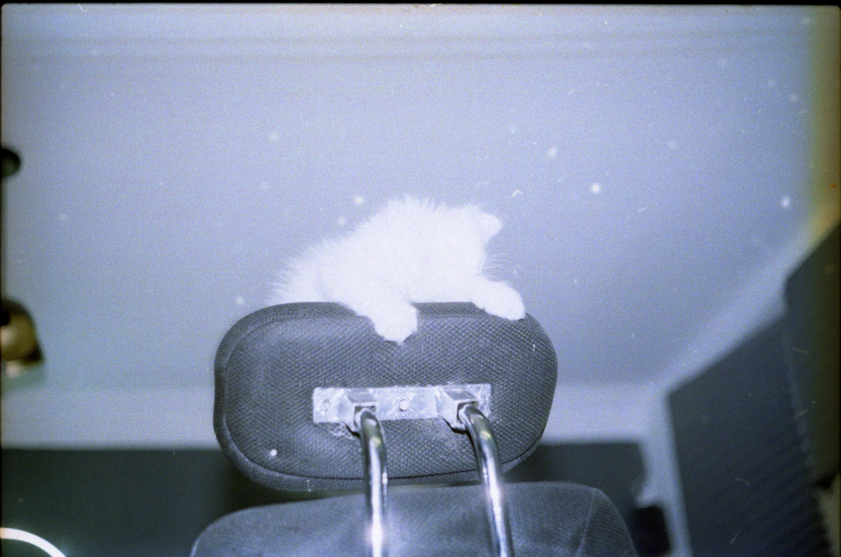 Cat on the Headrest