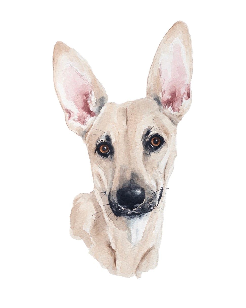 Watercolour painting of dog with pointed ears