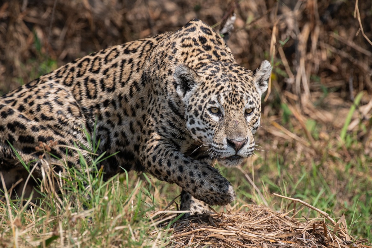 Brazil Safari - Guest Blog - Lynne Hopkins