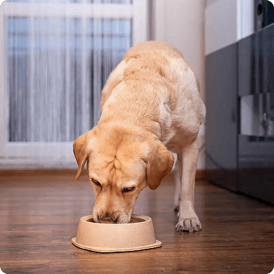 Diet Guide for Large Breed Dogs