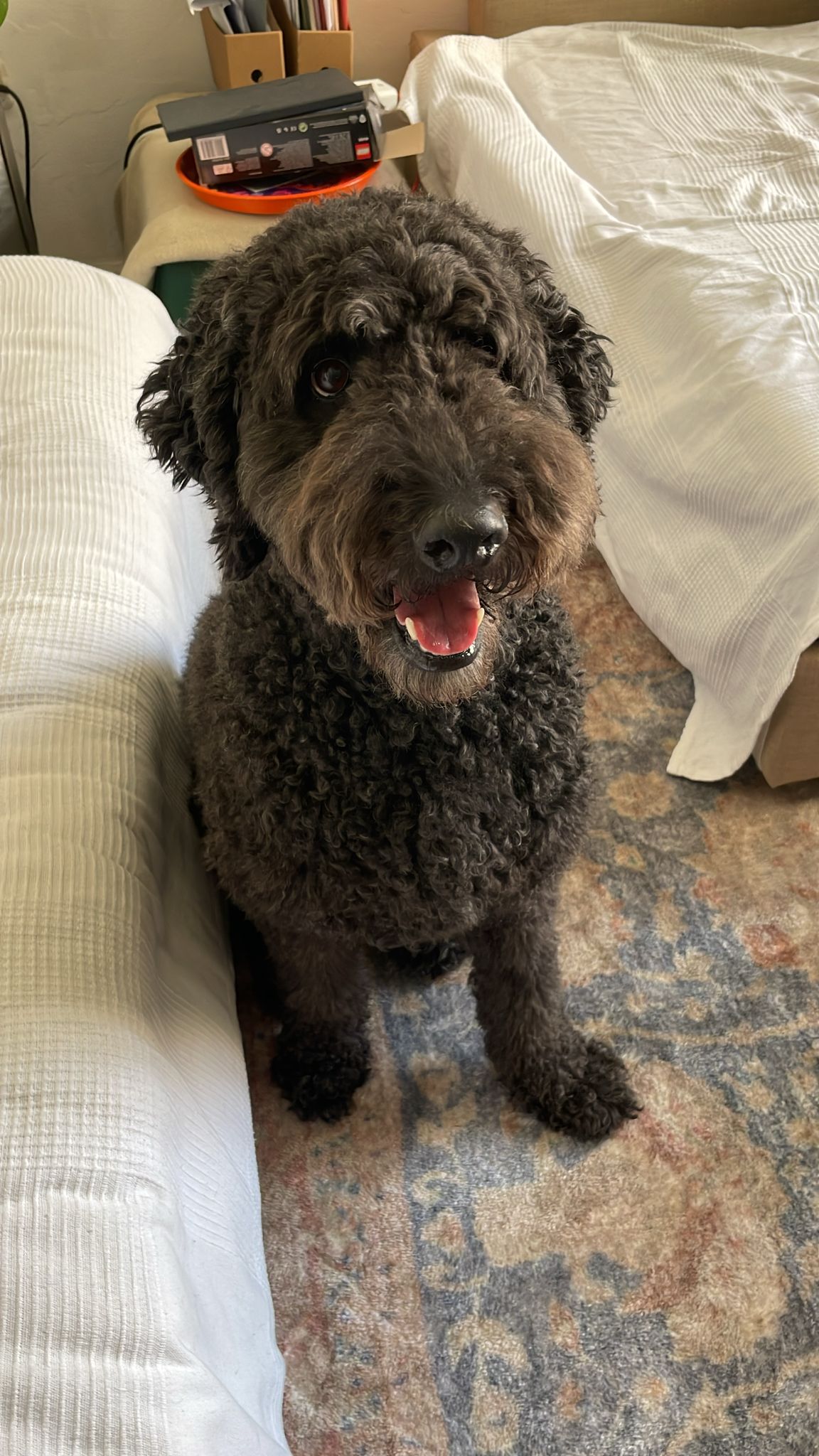 happy puppy portrait