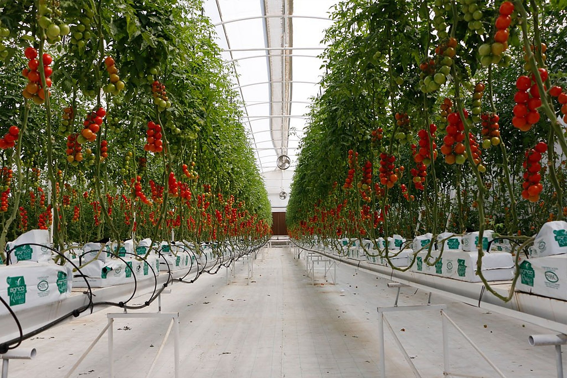 Des tomates cultivées hors-sol sous serre chez AGRICO, au Qatar, prêtes à être récoltées
