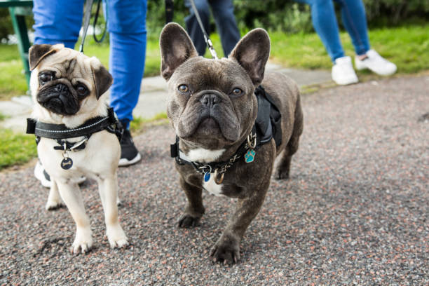 A pug and a French bulldog happily walking with their dog sitter and walker