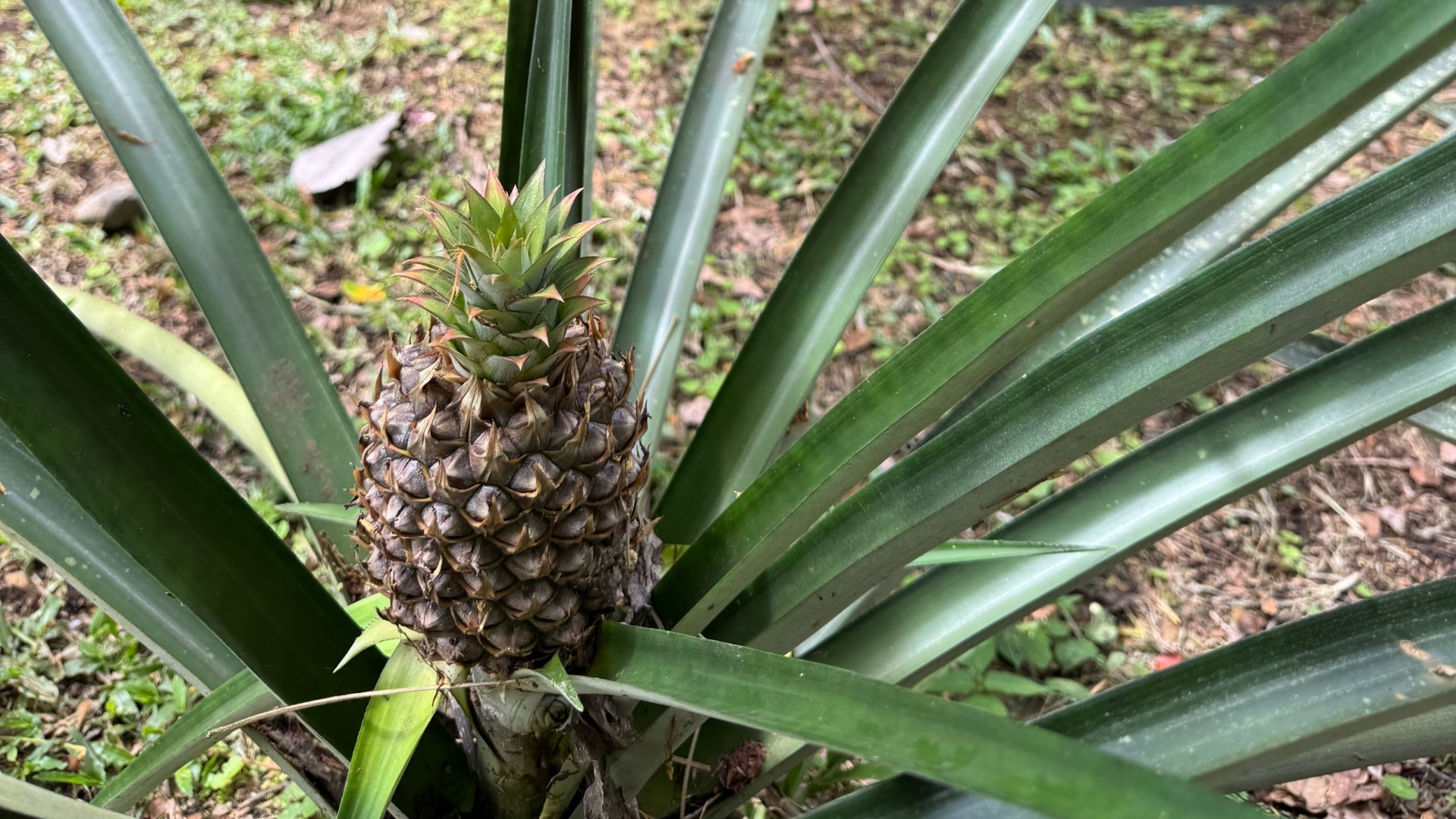 Pineapple in backyard