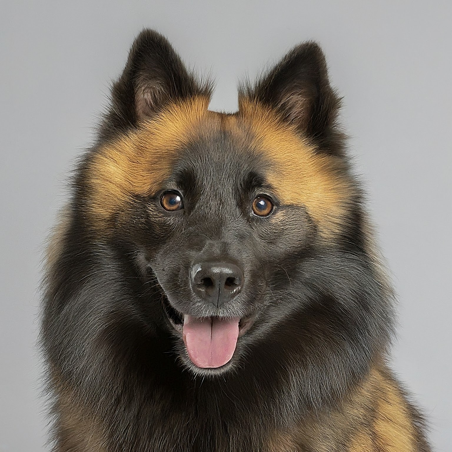 BUDDYUNO, Icelandic Sheepdog