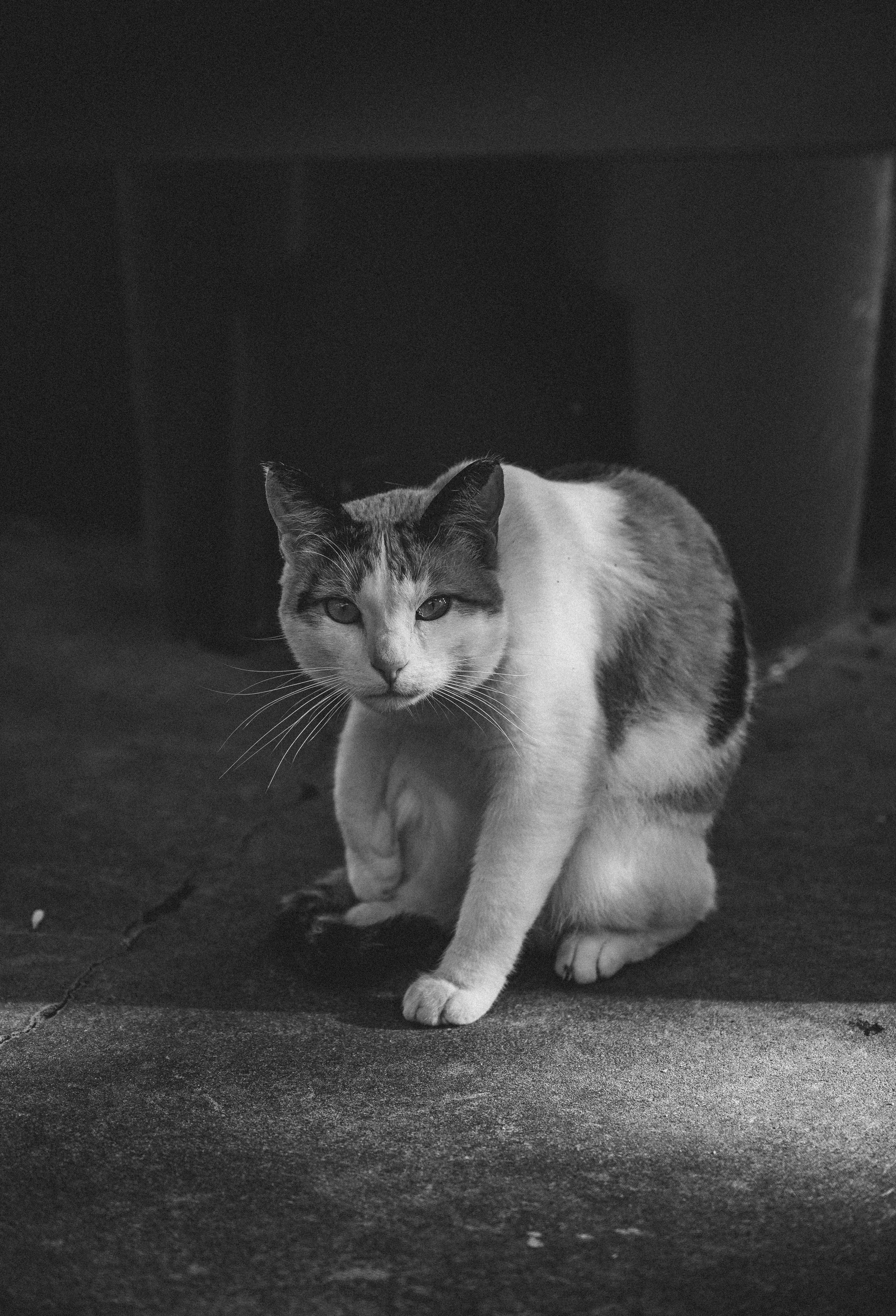 Black and white street photography of a cat resting in a dark urban alleyway.