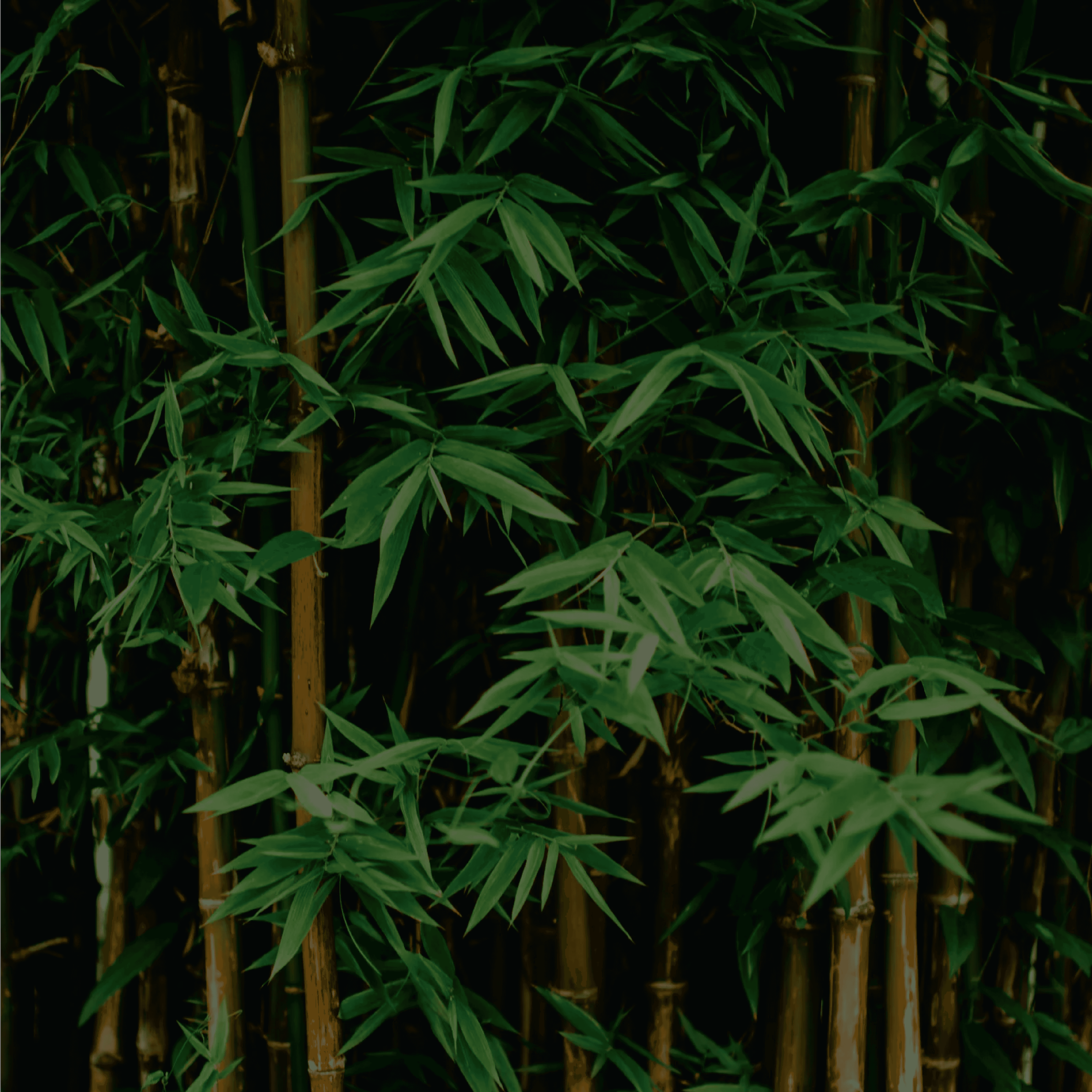 Bamboo