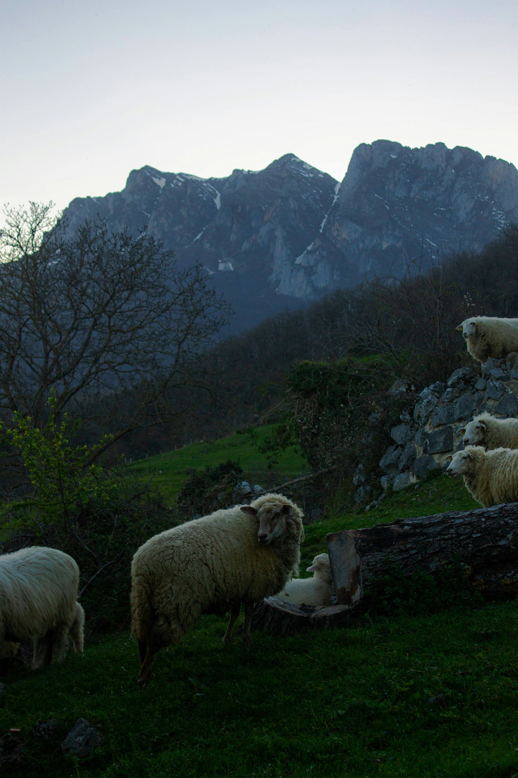 Sheep grazing on a mountain slope