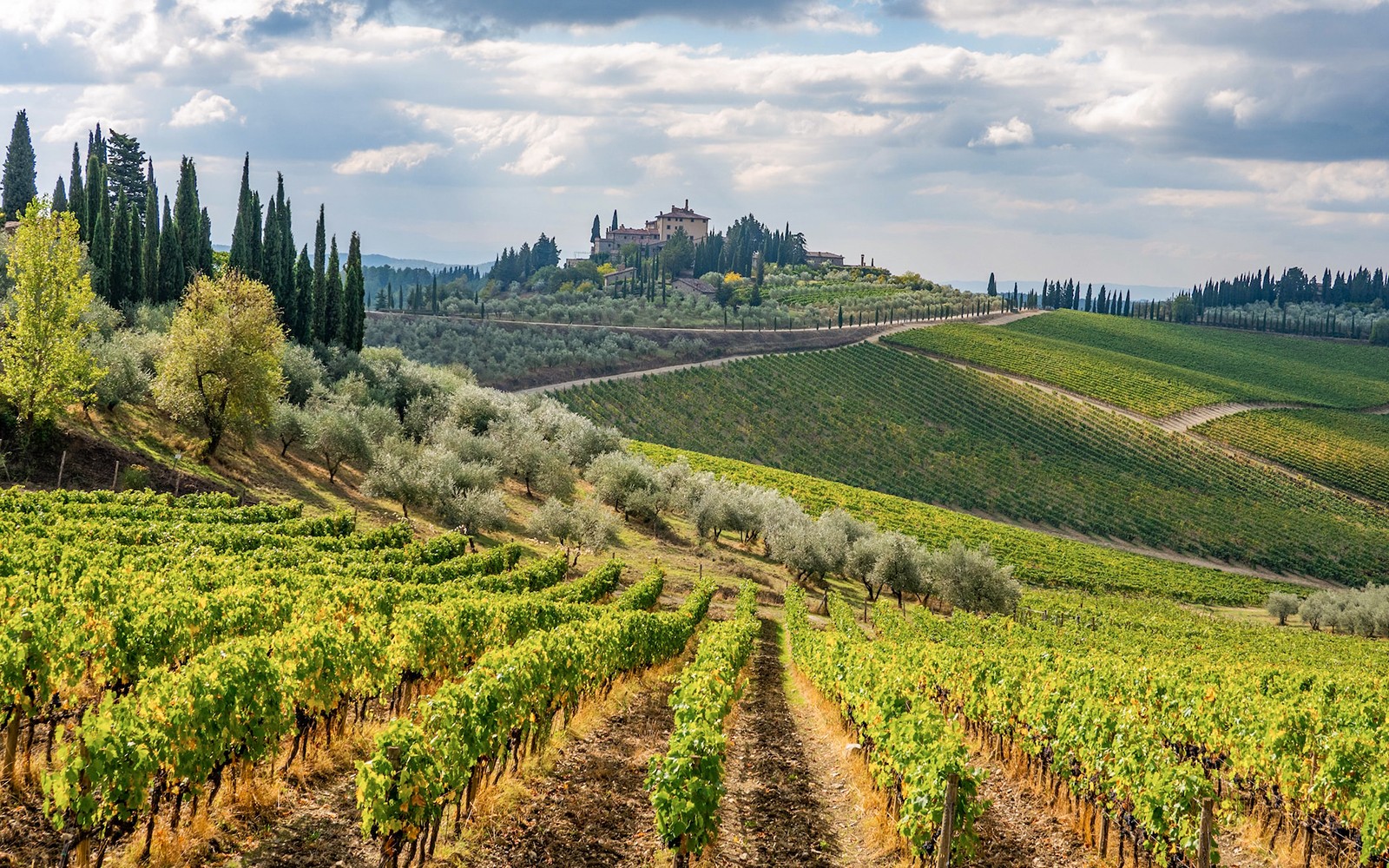 佛罗伦萨附近的托斯卡纳奇扬地葡萄园风景,绵延起伏的山丘和柏树点缀其间。