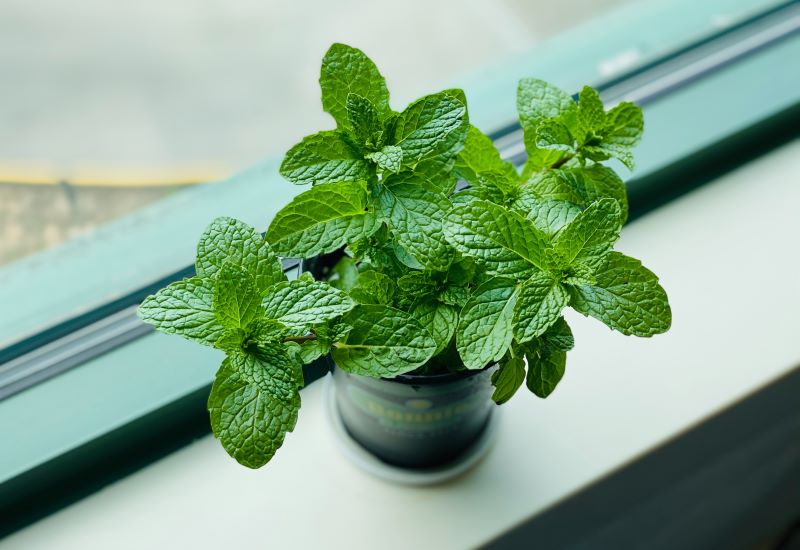 Tisana alla menta