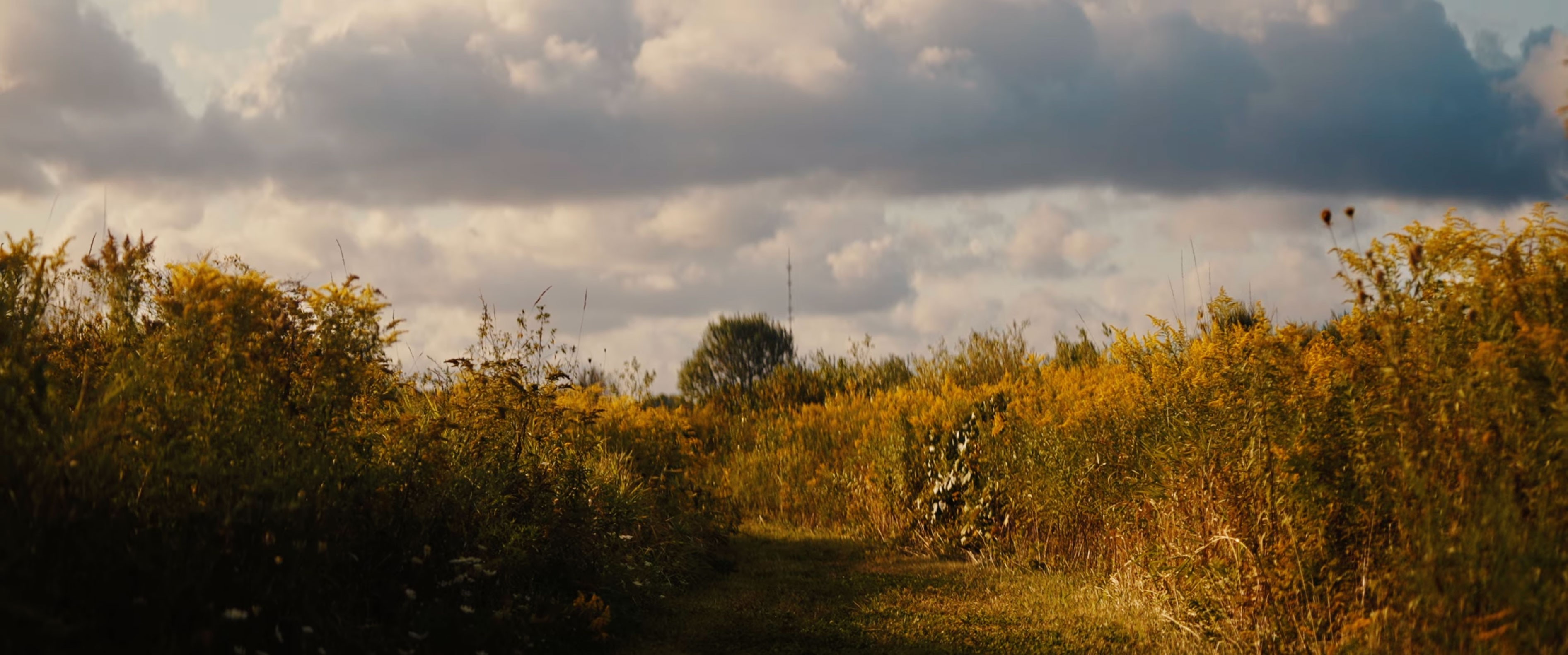 Narrow meadow trail cutting through tall goldenrod and wild plants at Cochesett Preserve in West Bridgewater.