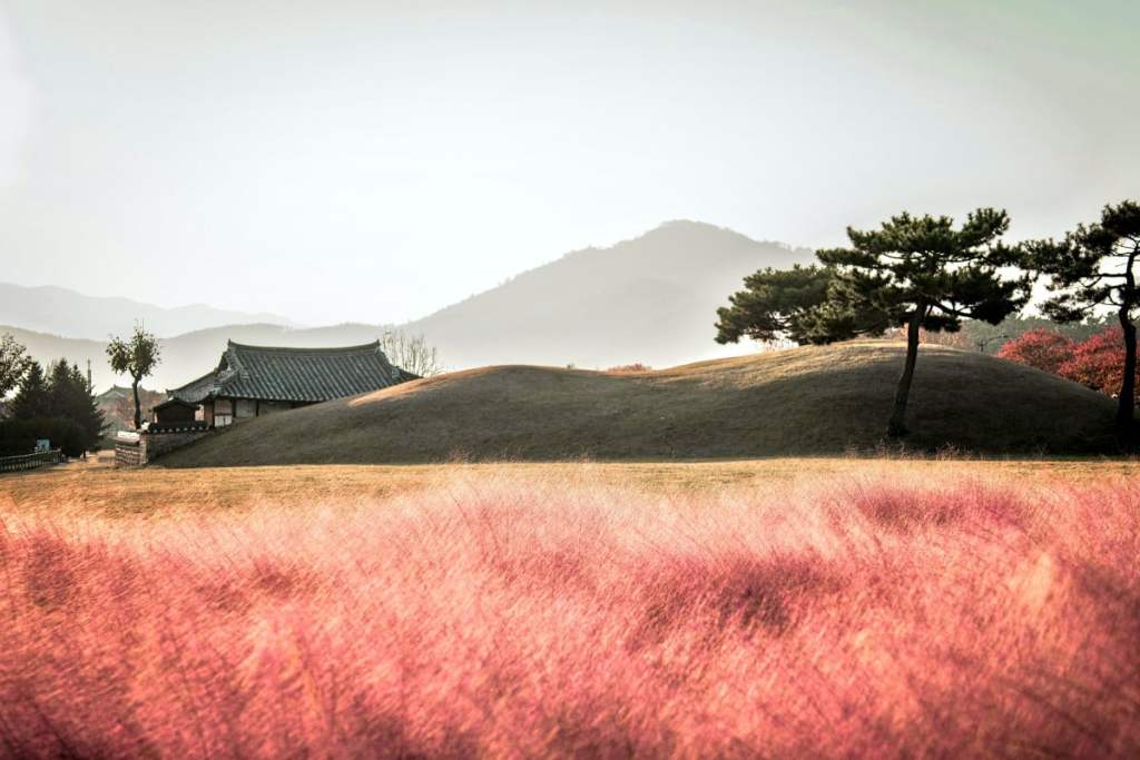 pink muhly