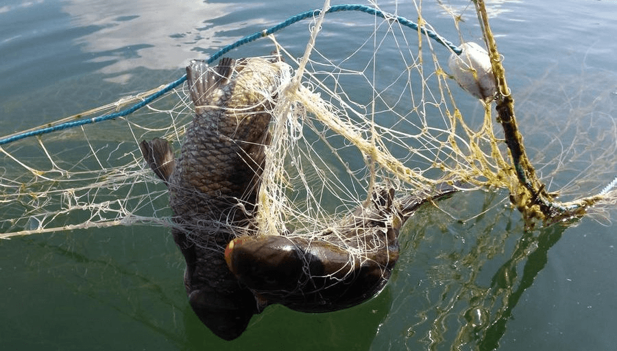 Pesci intrappolati in una rete da pesca