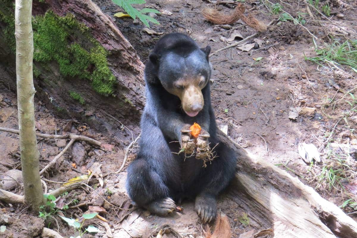 Sunbear, Borneo