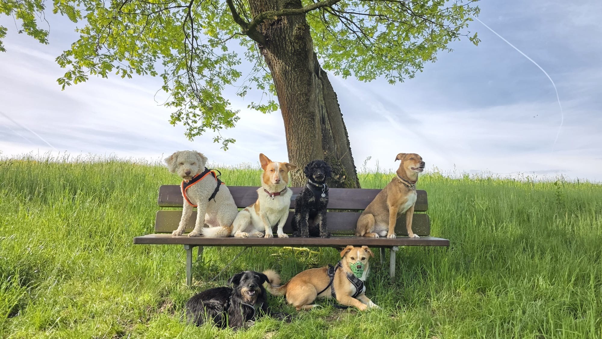 Group of dogs