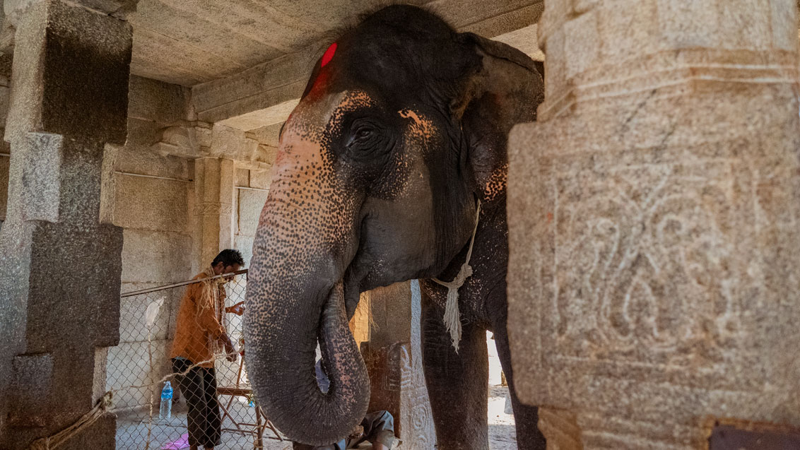 The elephant at the entrance of Virupaksha Temple in Hampi