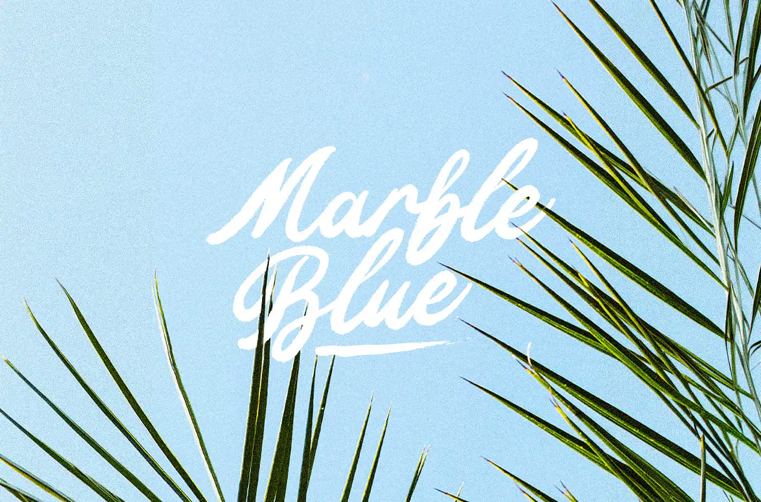 Logotype Marble Blue en script brush blanc sur fond ciel bleu clair, encadré de feuilles de palmier, texture grain analogique.