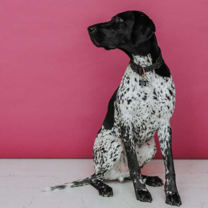 Suns pēc veiksmīgas veterinārās pārbaudes Rīgā