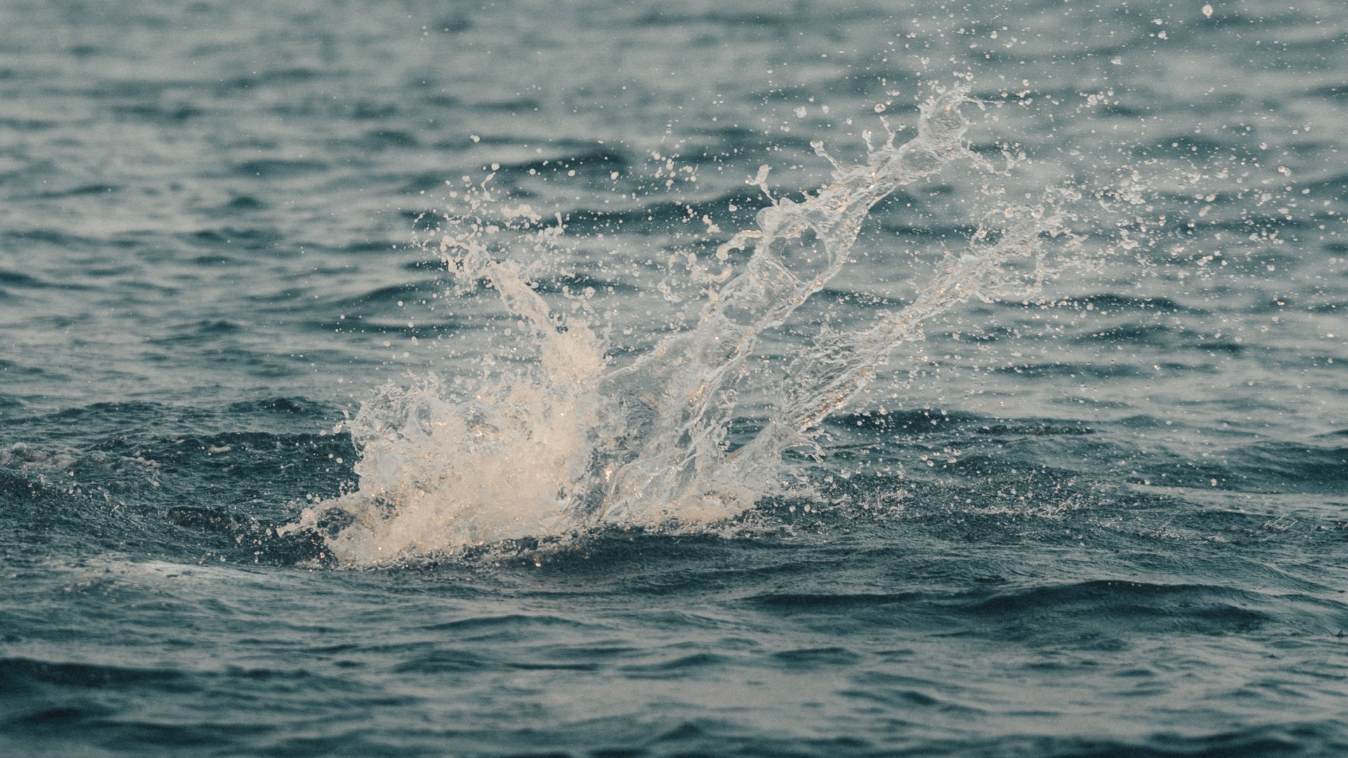 Closeup of a big spash from a spooked permit on the flats