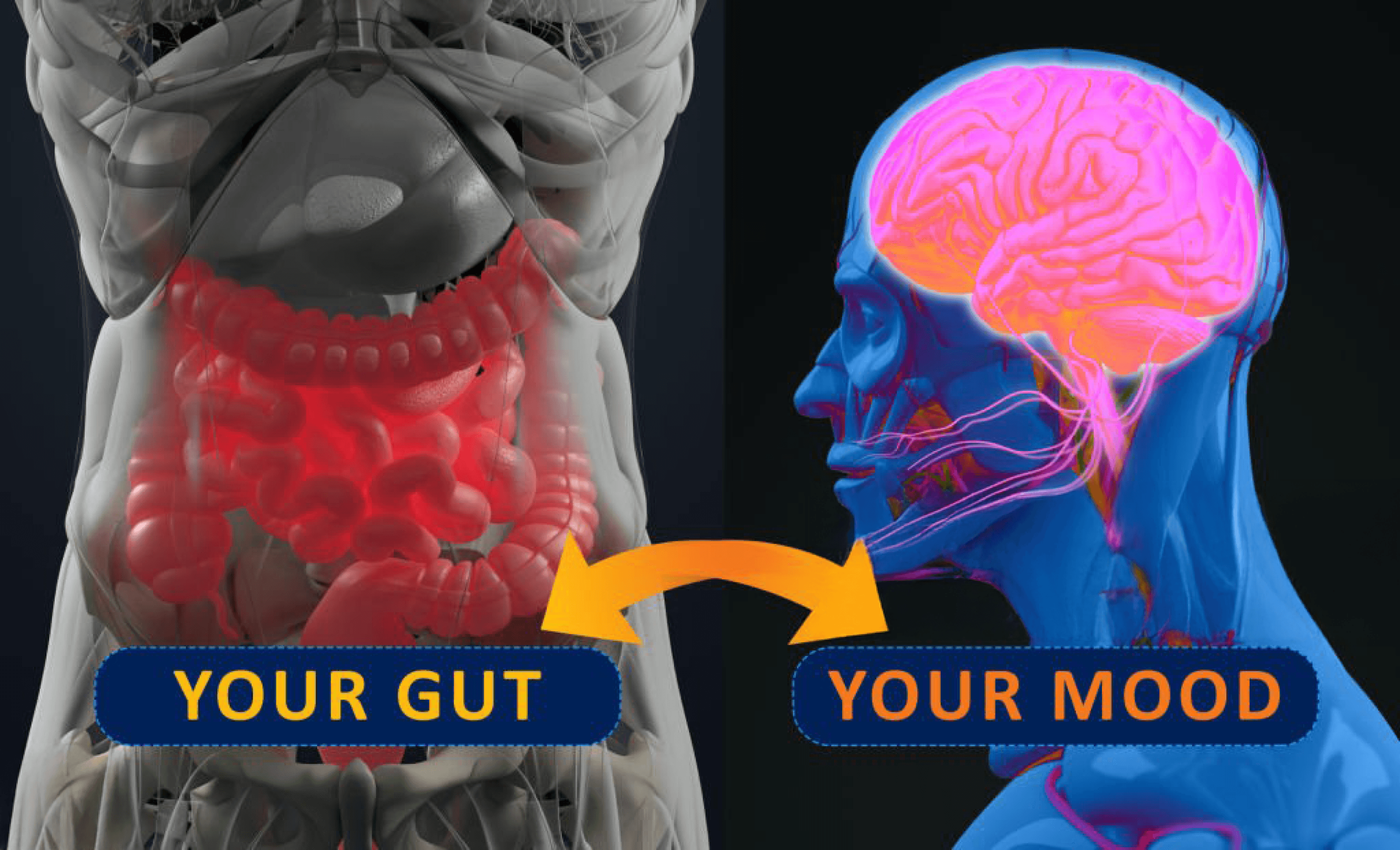 Visual representation of the gut-brain axis linking gut health to mood and mental well-being.