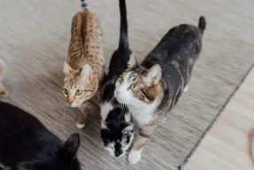 a group of cats