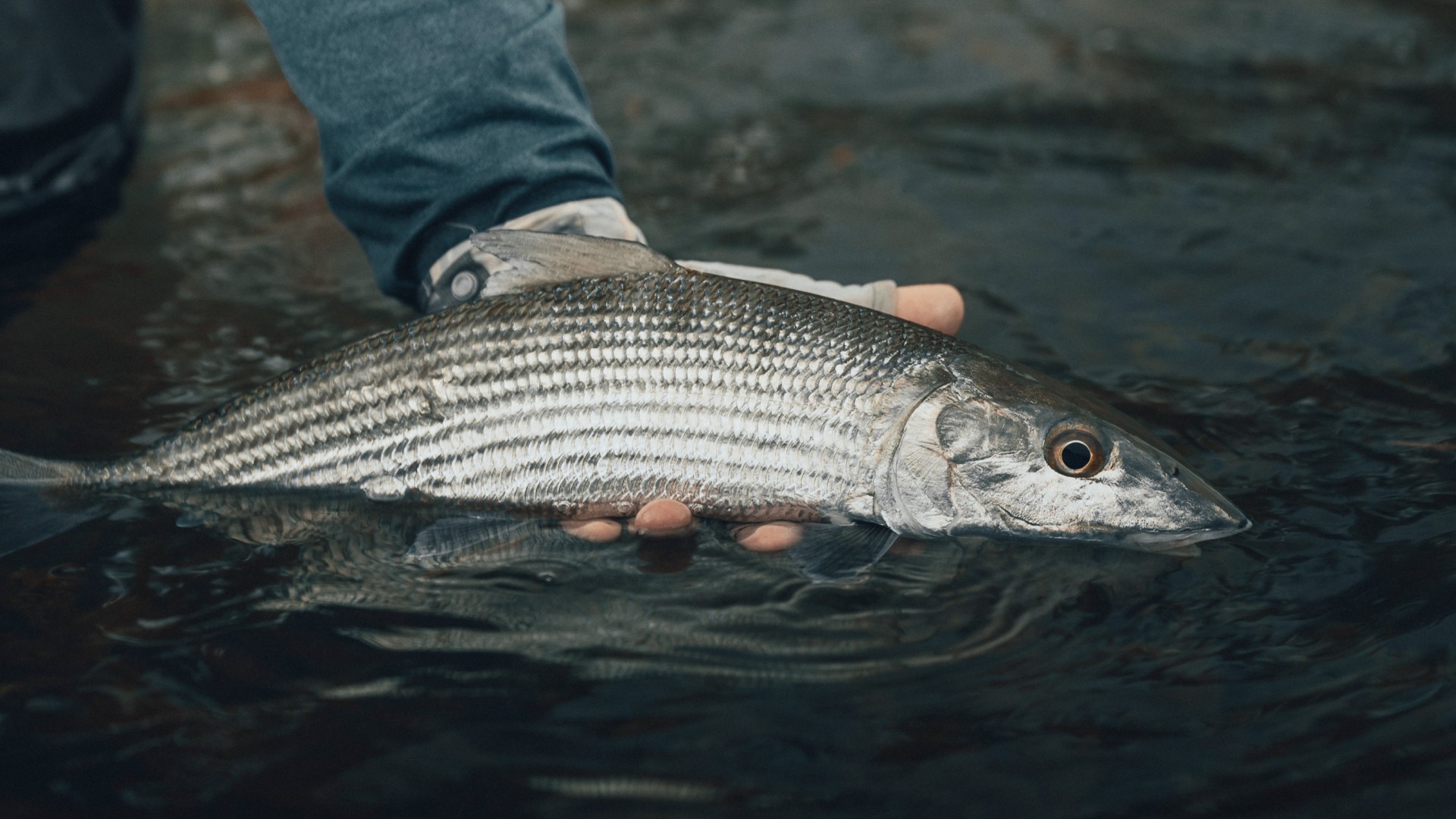 Closeup of a bonefish being held by a human hand just above water level on a shallow flat in Belize